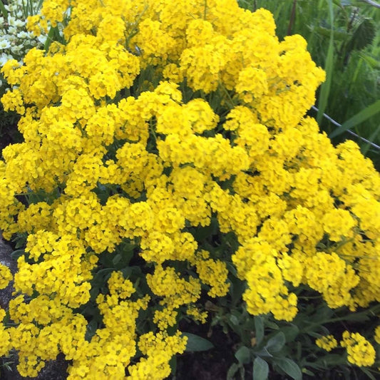 Alyssum Basket of Gold Seeds for Planting - Perfect for Flower Bed & Garden Heirloom Non-GMO Seeds