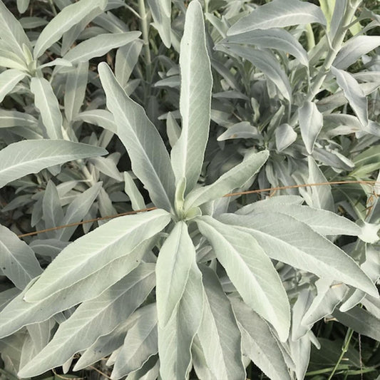 California White Sage Seeds for Planting | Heirloom Non-GMO Herb Seeds for Home Gardens