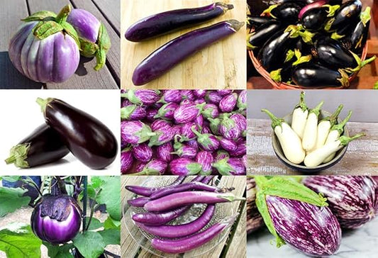 Eggplant Solanum melongena Vegetable Seeds for Planting in Vegetable Patch & Garden for Planting, Premium Vegetable Seed