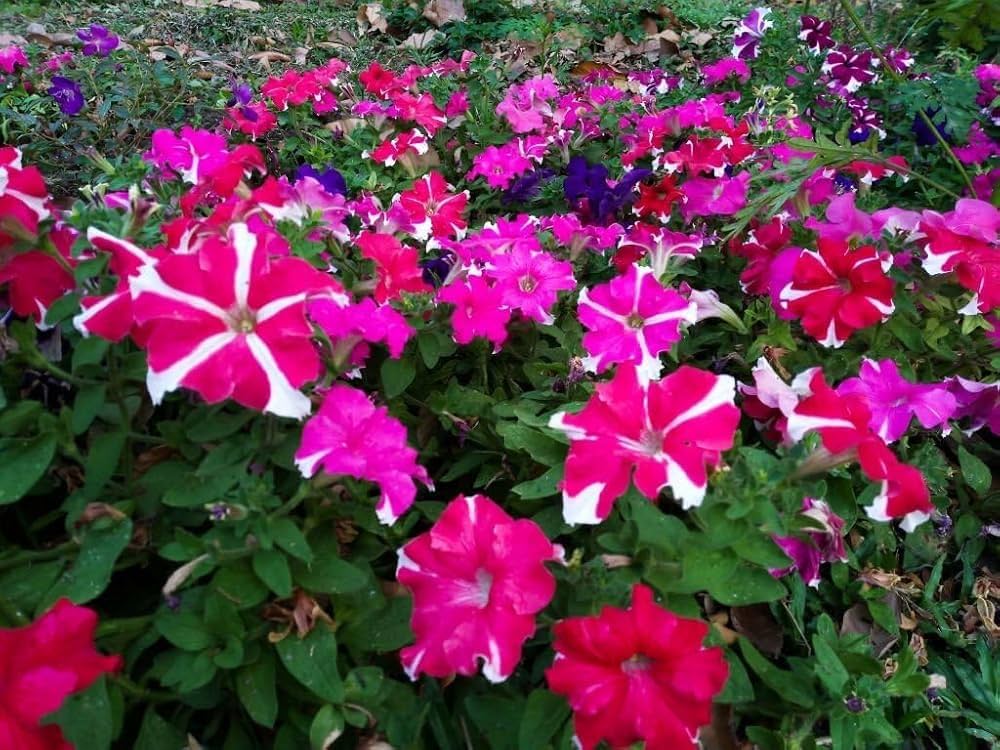 Petunia Hybrid Grandiflora Flower Seeds for Planting Heirloom Non-GMO Seeds