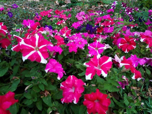Petunia Hybrid Grandiflora Flower Seeds for Planting Heirloom Non-GMO Seeds