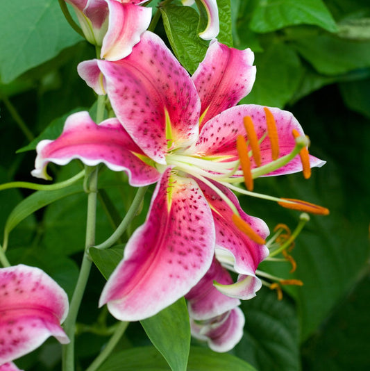 Michigan Lily Lilium michiganense Seeds for Planting in Wildflower Garden Heirloom Non-GMO Seeds