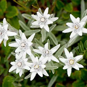Edelweiss Leontopodium alpinum Flower Seeds for Planting in Alpine Garden Heirloom Non-GMO Seeds