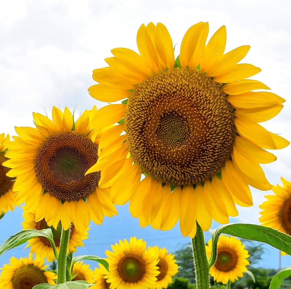Mammoth Sunflower Seeds for Planting Helianthus annuus for flower beds and gardens Heirloom Non-GMO Seeds