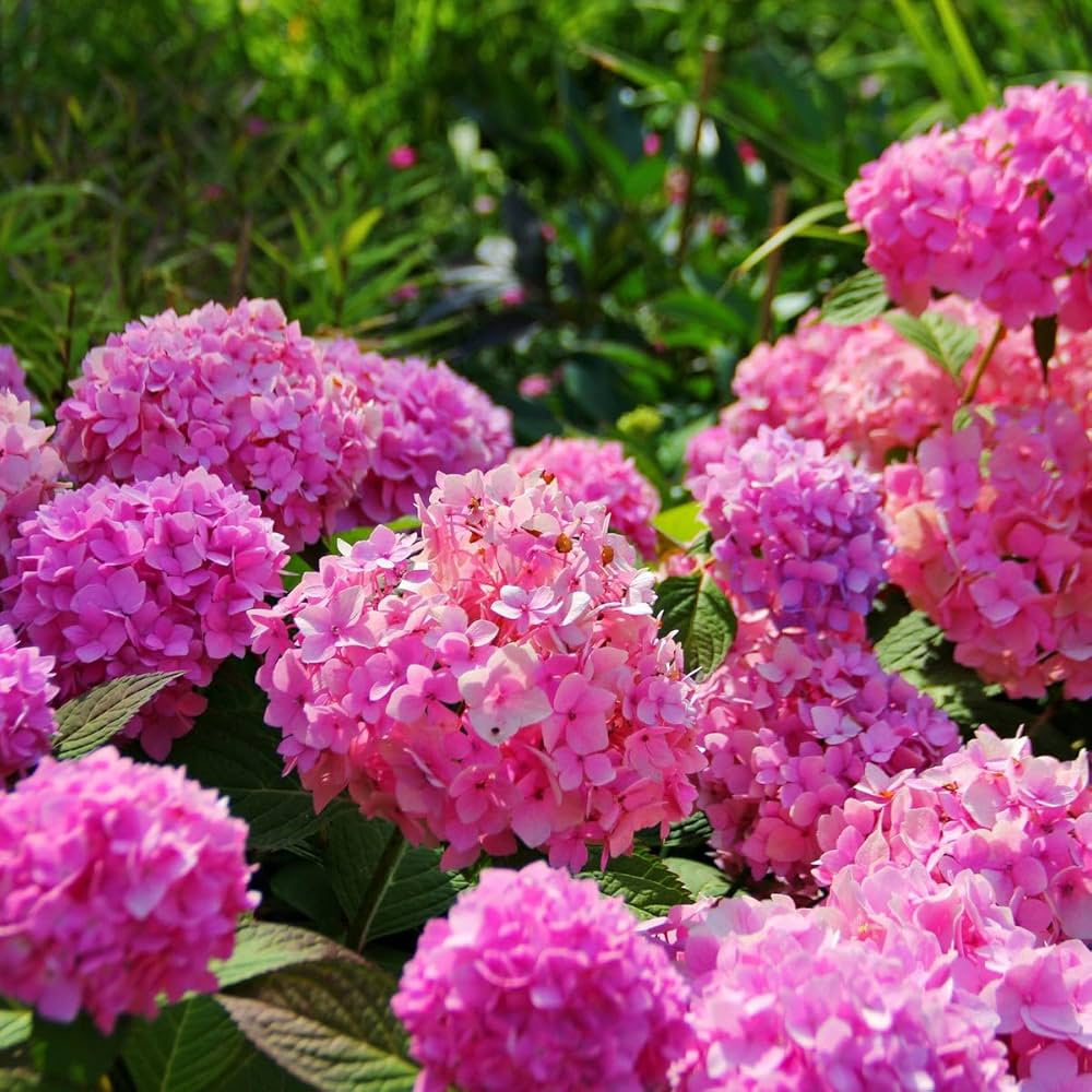 Hydrangea Macrophylla Mixed Flower Seeds for Planting Heirloom Non-GMO Seeds