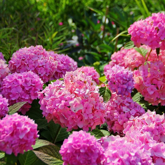 Hydrangea Macrophylla Mixed Flower Seeds for Planting Heirloom Non-GMO Seeds
