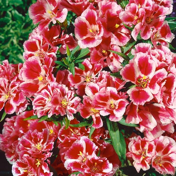 Godetia Rembrandt Clarkia spp. Flower Seeds for Planting in Flower Bed & Garden Heirloom Non-GMO Seeds
