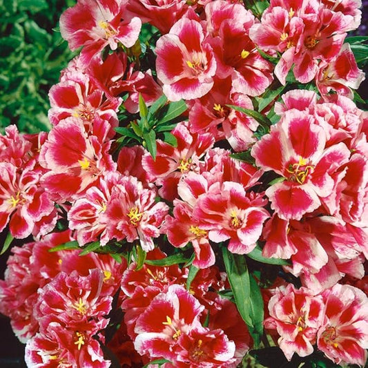Godetia Rembrandt Clarkia spp. Flower Seeds for Planting in Flower Bed & Garden Heirloom Non-GMO Seeds