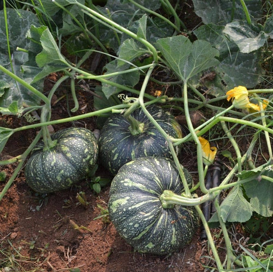 Calabaza Pumpkin Seeds for Planting Cucurbita moschata for large vegetable gardens and open plots for Planting, Premium
