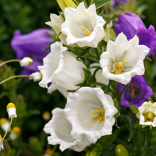 Canterbury Bells Seeds for Planting Campanula medium for flower beds and cottage borders Heirloom Non-GMO Seeds