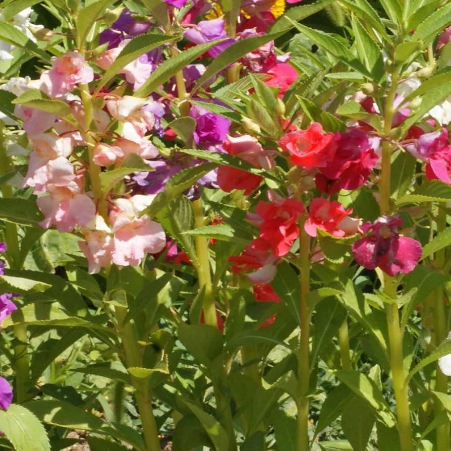 Impatiens Xtreme Violette Seeds for Planting Impatiens walleriana for flower beds and shaded gardens Heirloom Non-GMO Se