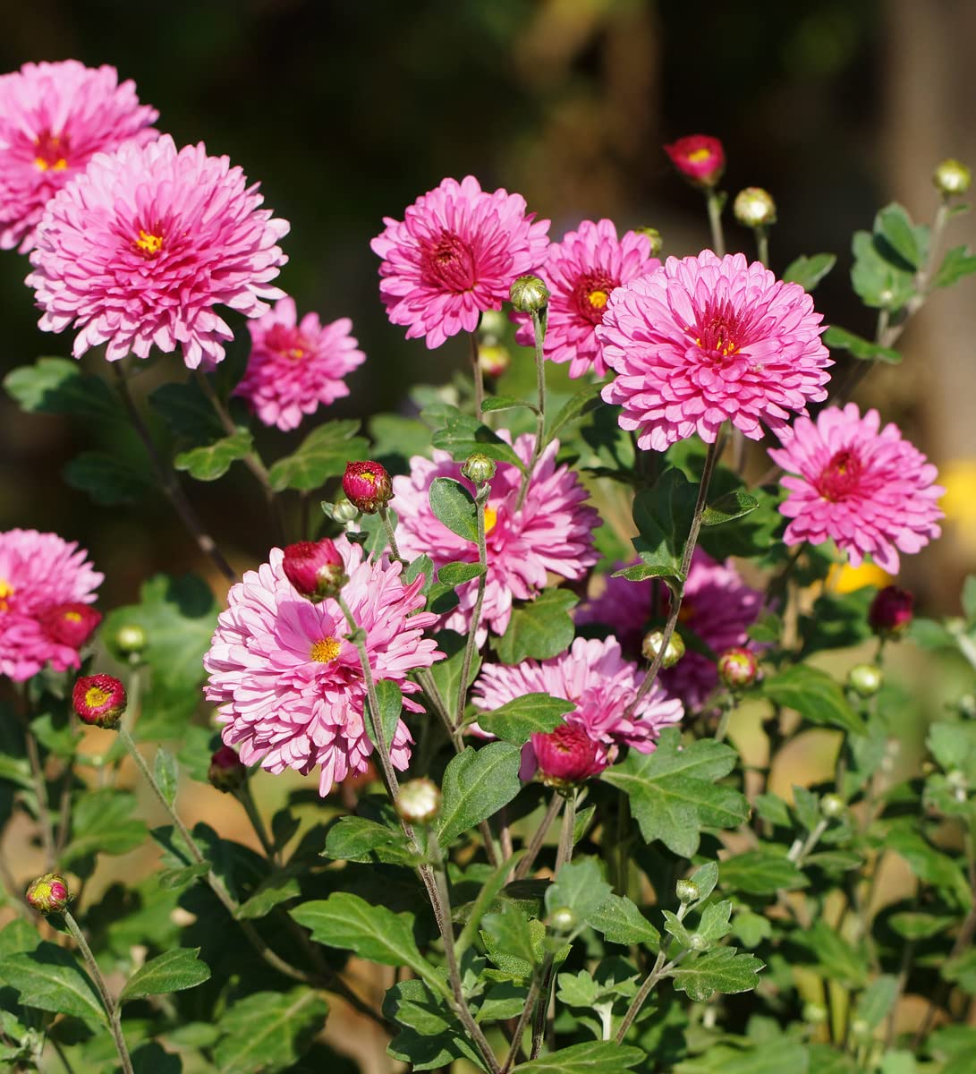 Dendranthema Indicum Chrysanthemum indicum Seeds for Planting in Flower Bed Heirloom Non-GMO Seeds