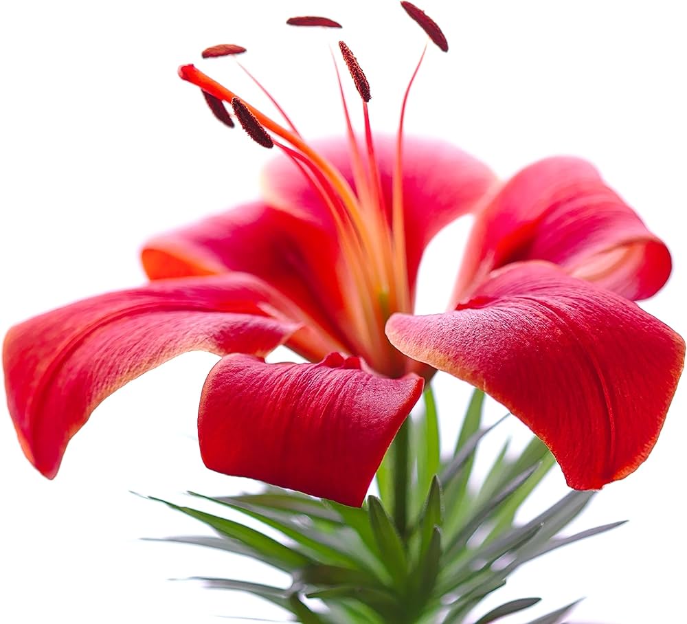 Lily Seeds for Planting Lilium Asiatic flower bed border garden Heirloom Non-GMO Seeds