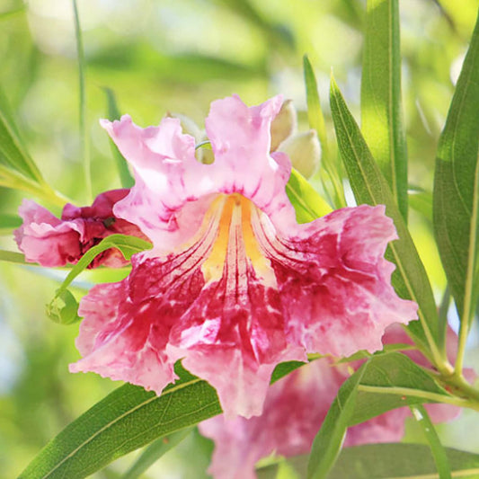 Desert Willow Chilopsis linearis Flower Seeds for Planting in Landscape and Garden Heirloom Non-GMO Seeds