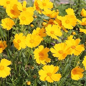 Coreopsis Plant Coreopsis spp. Seeds for Planting in Flower Bed & Garden Heirloom Non-GMO Seeds