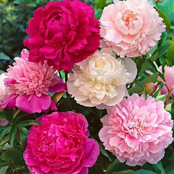 Double Flowering Peony Paeonia spp. Seeds for Planting in Flower Bed & Garden Heirloom Non-GMO Seeds