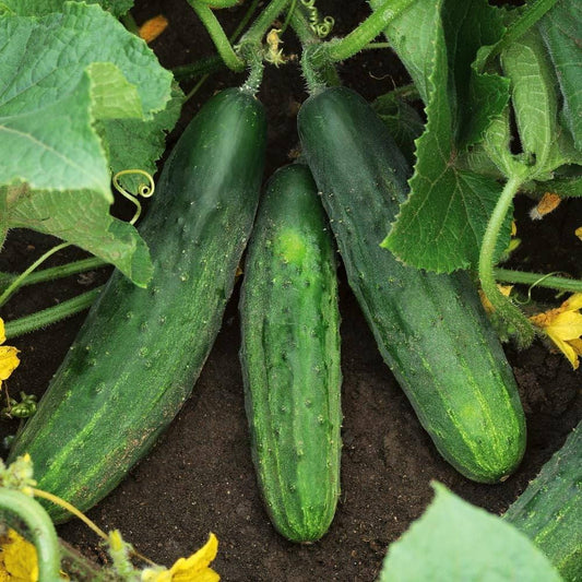 Cucumber Cucumis sativus Vegetable Seeds for Planting for Planting, Premium Vegetable Seeds | Heirloom Non-GMO