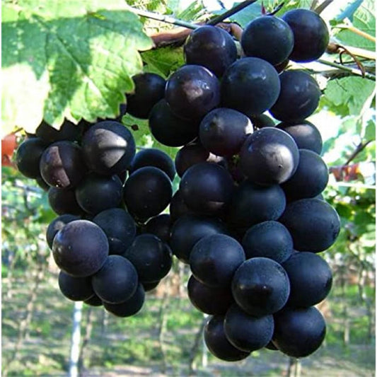 Kyoho Grape Seeds Vitis vinifera for Planting in Garden & Urban Garden Fruit Vine Seeds for Home Gardens, Trellises & Outdoor Growing