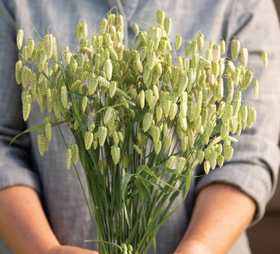 Rattlesnake Switchgrass Seeds (Klapperschlange Grassamen)