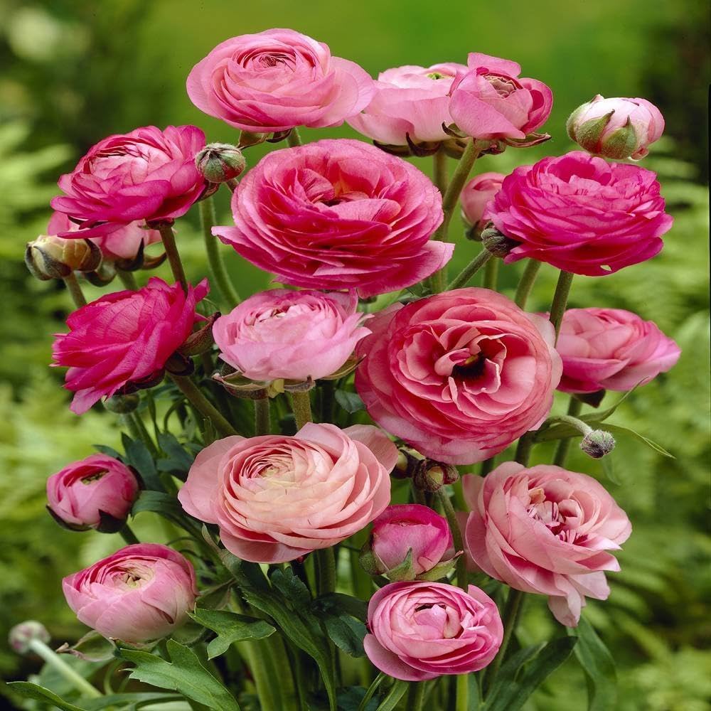 Ranunculus Asiaticus Seeds Ranunculus for Planting in Flower Bed & Garden Heirloom Non-GMO Seeds