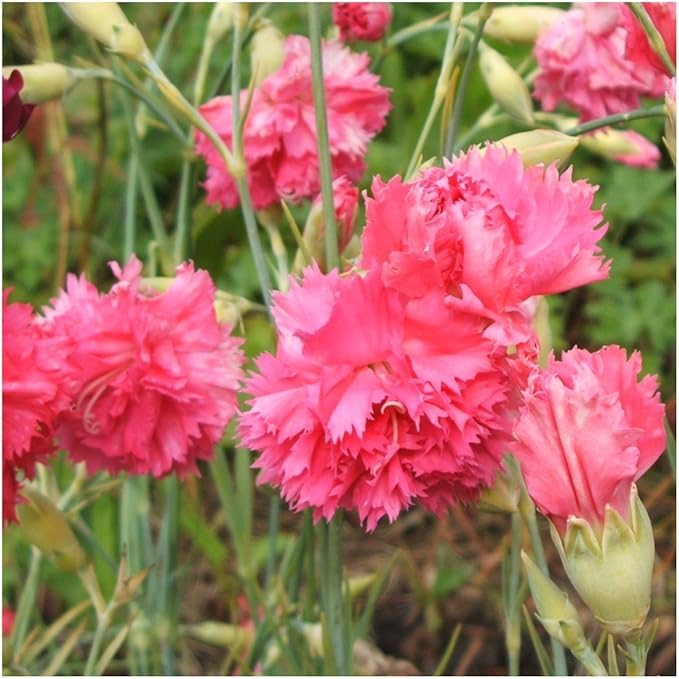 Carnation Rose Dianthus caryophyllus Seeds for Planting in Flower Bed & Garden Heirloom Non-GMO Seeds