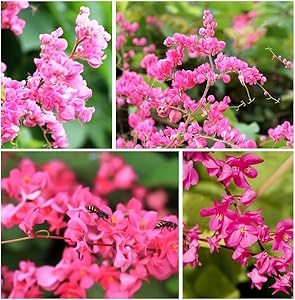 Antigonon Leptopus Flowering Plant Seeds for Planting in Garden Heirloom Non-GMO Seeds