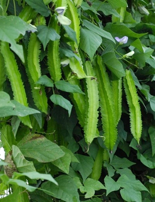 Winged Bean Psophocarpus tetragonolobus Seeds for Planting in Vegetable Patch for Planting, Premium Vegetable Seeds | He
