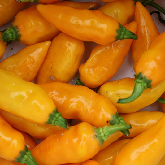 Datil Pepper Capsicum chinense Seeds for Planting Heirloom Non-GMO Seeds