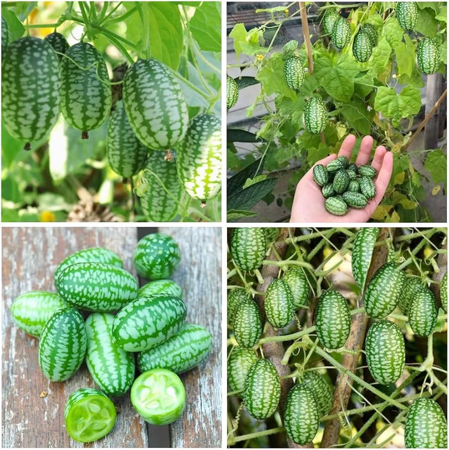 Mini Watermelon Citrullus lanatus Seeds for Planting in Vegetable Patch & Garden Fruit Seeds for Home Gardens, Raised Beds & Outdoor Growing