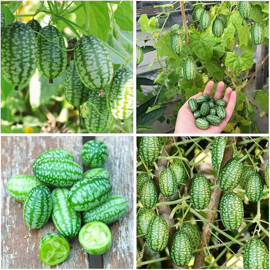 Mini Watermelon Citrullus lanatus Seeds for Planting in Vegetable Patch & Garden Fruit Seeds for Home Gardens, Raised Beds & Outdoor Growing