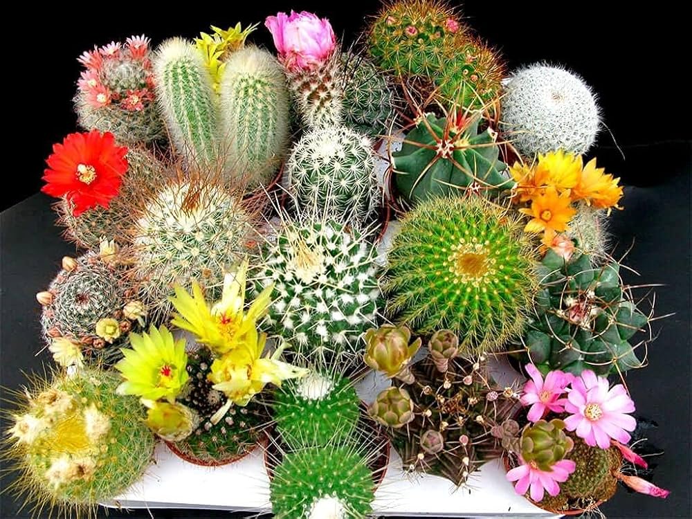 Flowering Cactus Seeds for Planting Cactaceae Mixed flower bed rock garden Heirloom Non-GMO Seeds