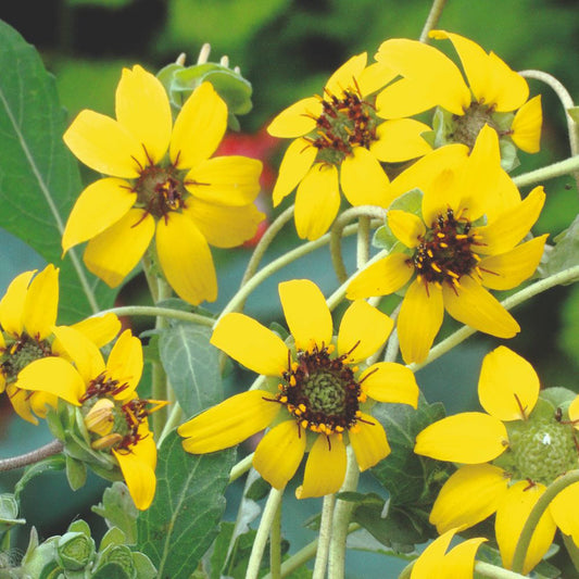 Chocolate Daisy Seeds for Planting Berlandiera lyrata for wildflower plots and home borders Heirloom Non-GMO Seeds
