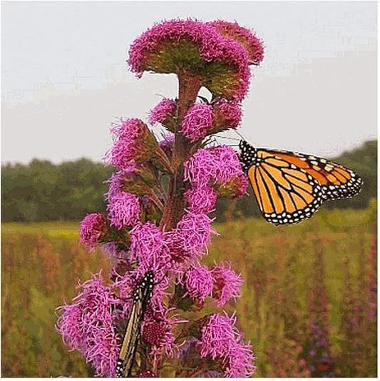 Blazing Star Native Wildflower Liatris spicata Seeds for Planting in Wildflower Garden Heirloom Non-GMO Seeds