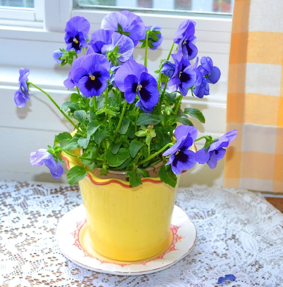 Pansy Viola tricolor Flower Seeds for Planting Heirloom Non-GMO Seeds