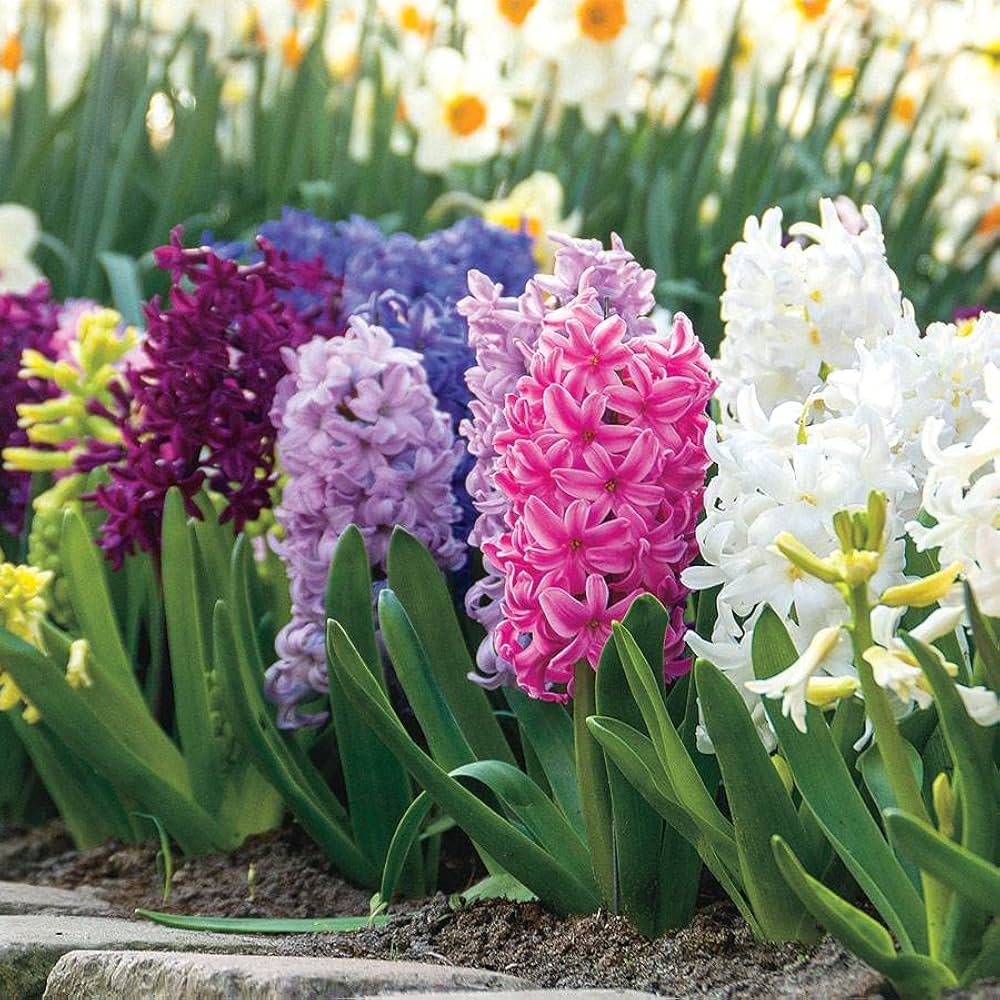 Mixed Hyacinth Hyacinthus orientalis Seeds for Planting Heirloom Non-GMO Seeds