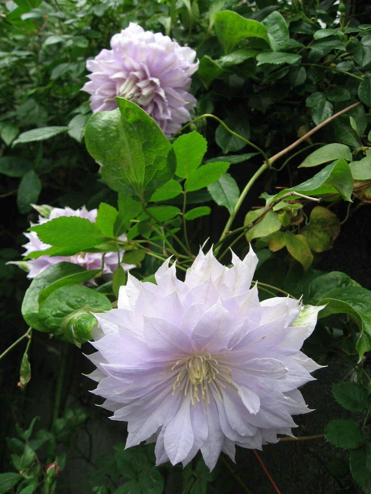 Hardy Clematis Floral Columbine Clematis spp. Seeds for Planting in Garden Heirloom Non-GMO Seeds