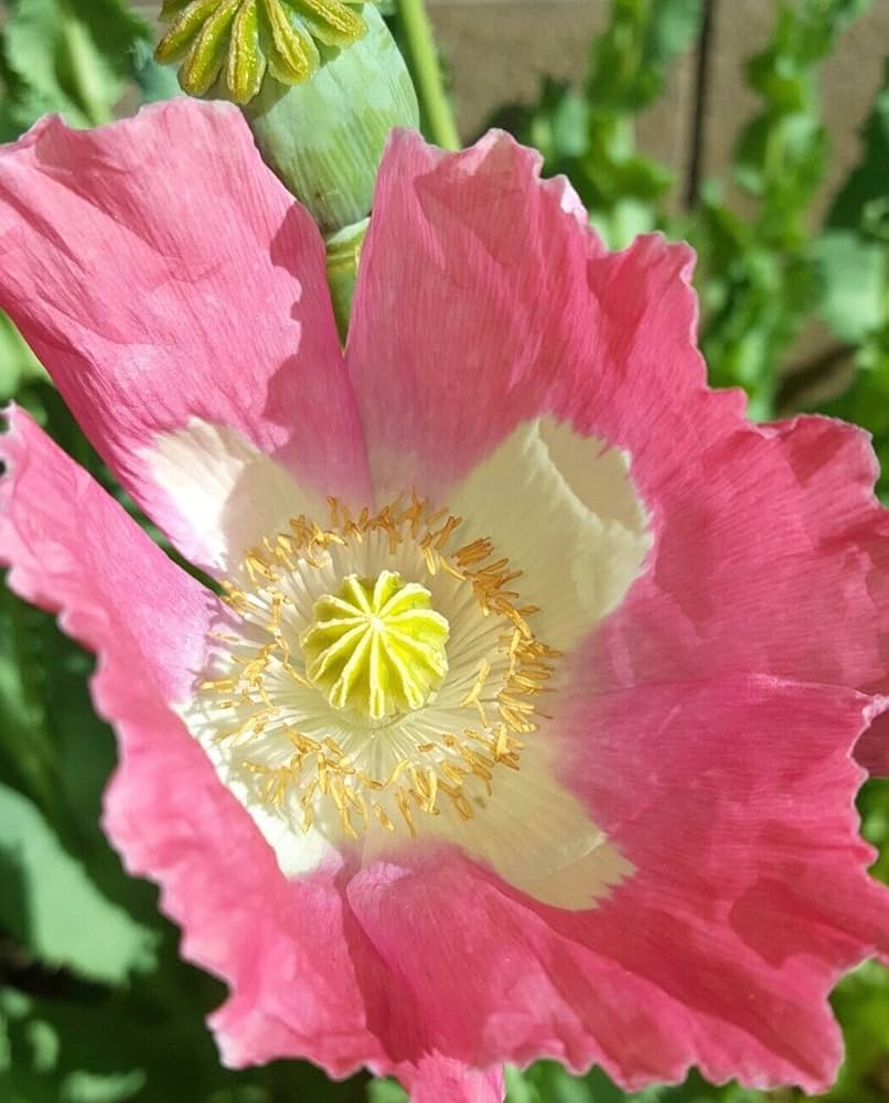 Afghan Special Poppy Seeds Papaver somniferum for Planting in Flower Bed Heirloom Non-GMO Seeds