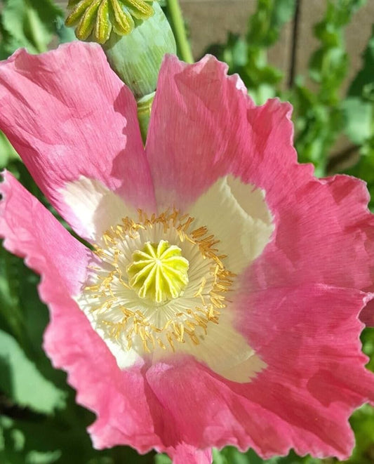 Afghan Special Poppy Seeds Papaver somniferum for Planting in Flower Bed Heirloom Non-GMO Seeds