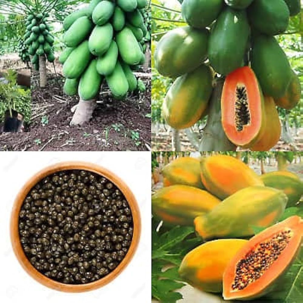 Papaya Carica papaya Tree Seeds for Planting in Tropical Garden Fruit Tree Seeds for Home Gardens, Containers & Outdoor Growing