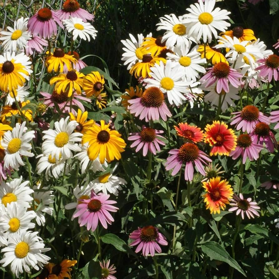 Schmetterlings-Unkraut Wildflower Seeds for Planting - Great for Pollinator Garden Heirloom Non-GMO Seeds