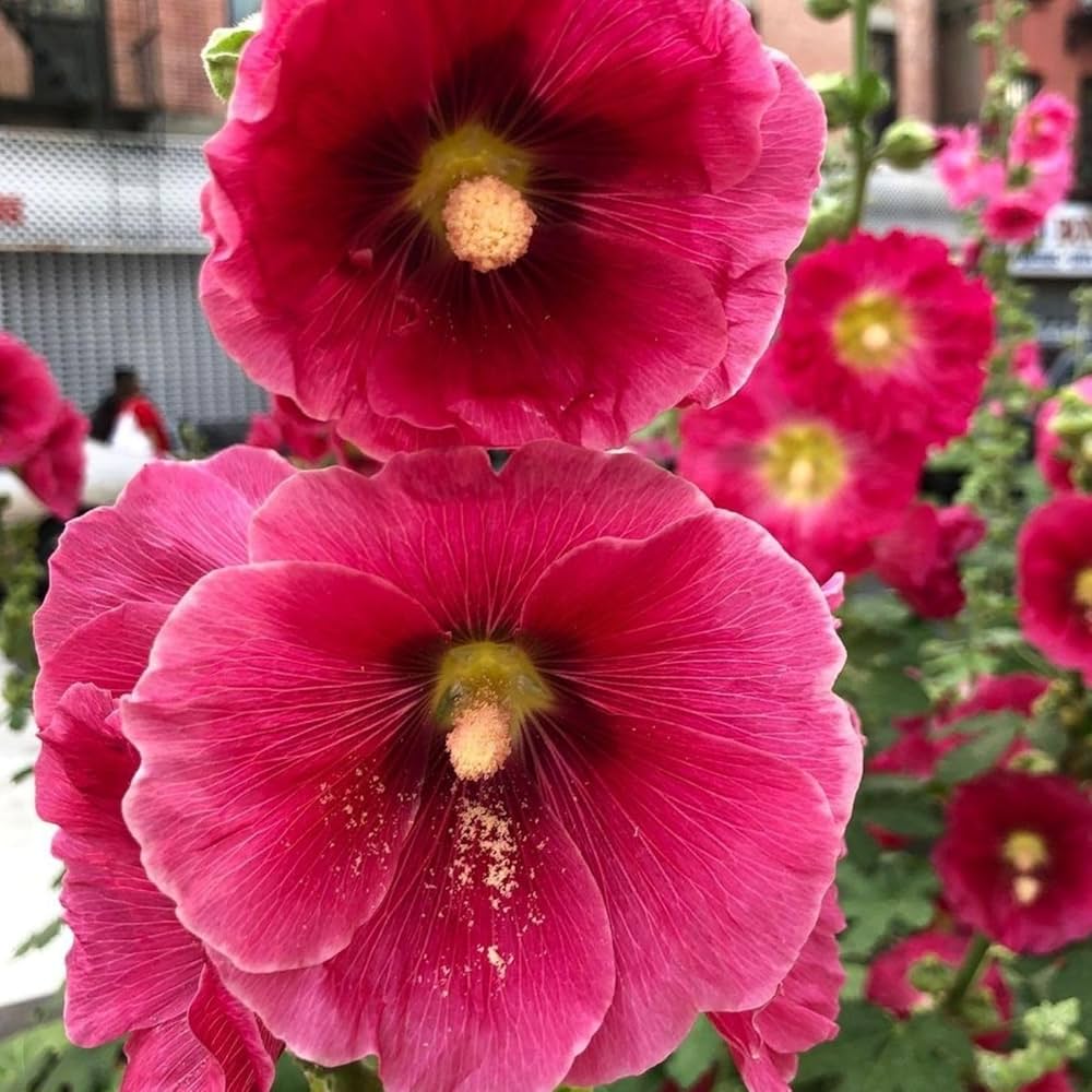Hollyhock Seeds for Planting Alcea Rosea cottage garden flower fence Heirloom Non-GMO Seeds