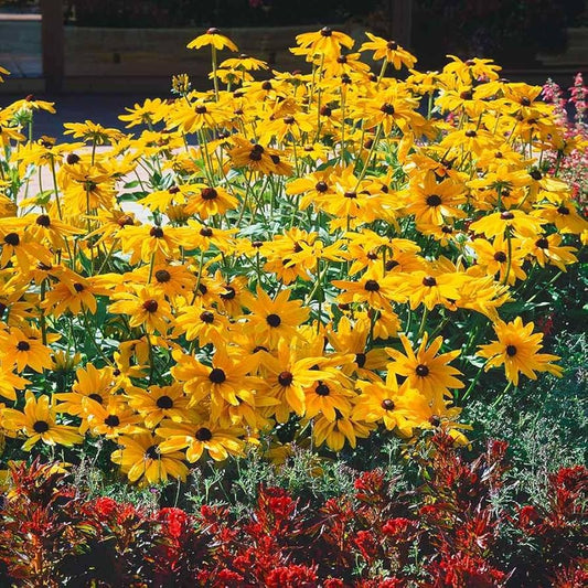 Gloriosa Daisy Seeds for Planting Rudbeckia hirta for flower beds and garden borders Heirloom Non-GMO Seeds