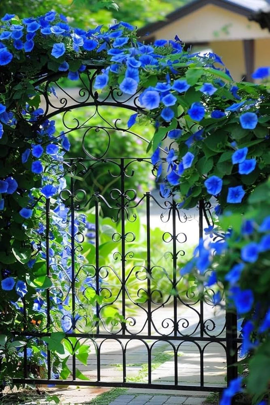 Black Dawn Morning Glory Seeds for Planting (Flowerssamen der schwarzen Morgenr?te) Heirloom Non-GMO Seeds