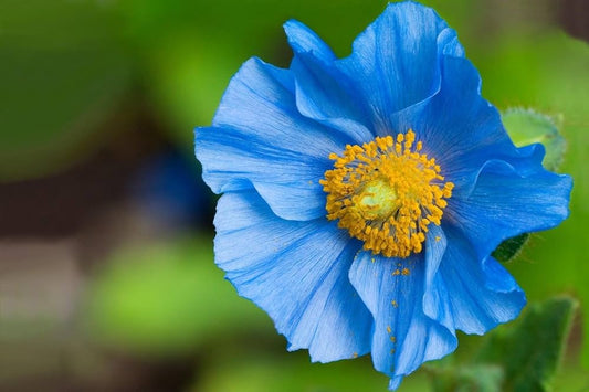 Blue Himalayan Poppy Seeds for Planting Meconopsis betonicifolia for flower beds and cool gardens Heirloom Non-GMO Seeds