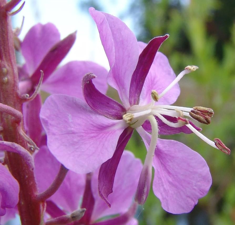 Rosebay Willowherb Epilobium angustifolium Plant Seeds for Planting Heirloom Non-GMO Seeds