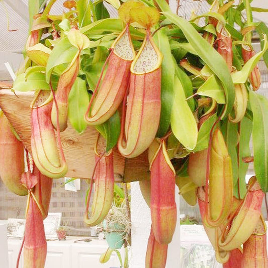 Nepenthes Seeds for Planting Nepenthes spp. for carnivorous plant collections and terrariums | Heirloom Non-GMO Herb Seeds for Home Gardens