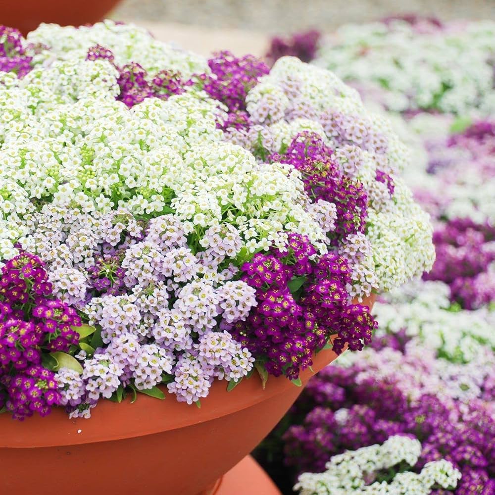 Sweet Alyssum Mix Seeds for Planting Lobularia maritima for edging paths and home gardens Heirloom Non-GMO Seeds