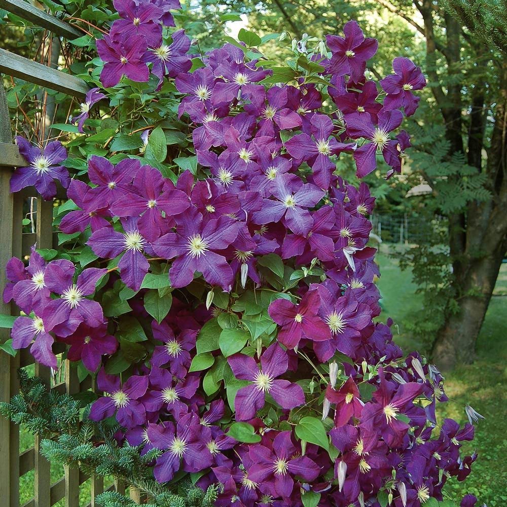 Clematis Climbing Clematis spp. Seeds for Planting in Vertical Garden Heirloom Non-GMO Seeds