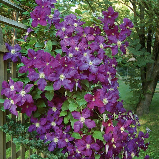 Clematis Climbing Clematis spp. Seeds for Planting in Vertical Garden Heirloom Non-GMO Seeds