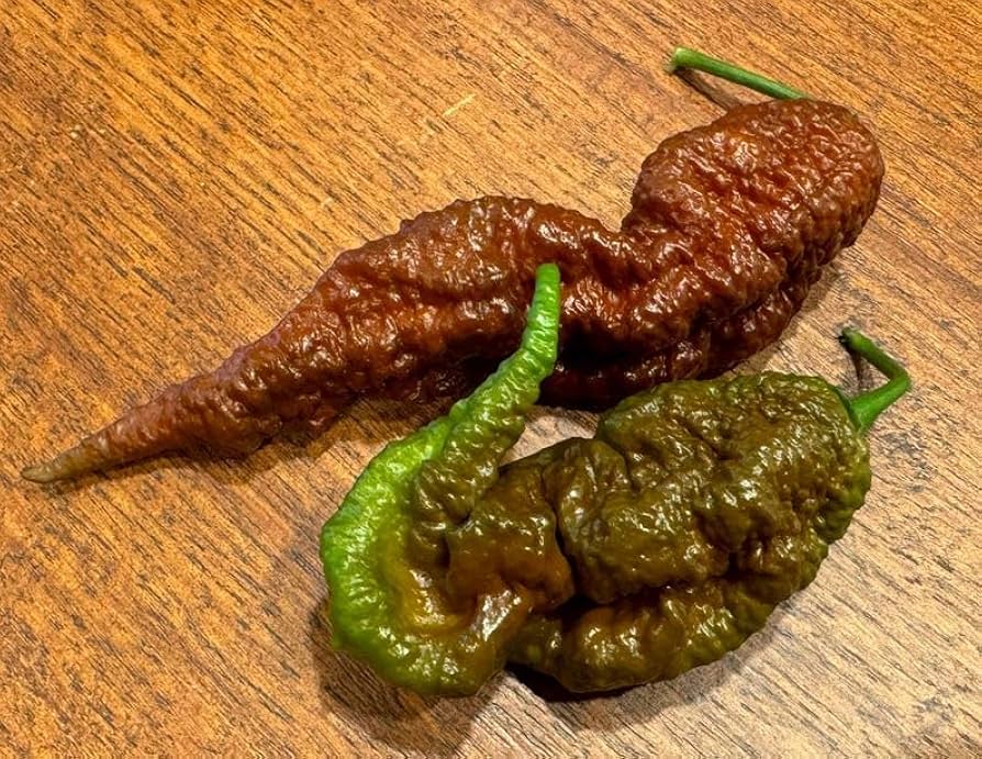 Fatalii Chocolate Chili Seeds for Planting Capsicum chinense for hot pepper lovers and vegetable gardens for Planting, P